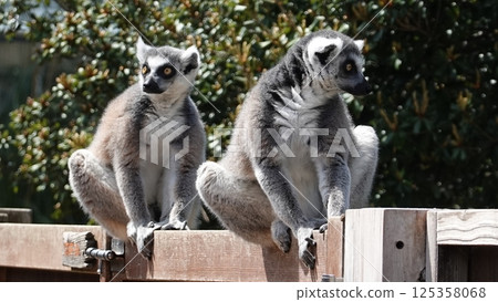 Wolverine lemur 125358068