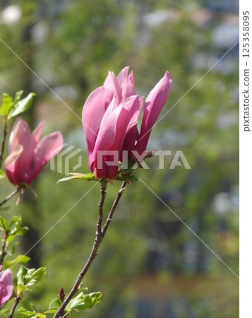 Shimokuren's flower 125358095