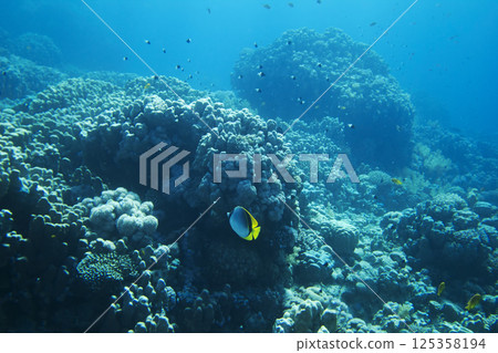 Underwater Scene With Coral Reef Underwater Scene With Coral Reef 125358194