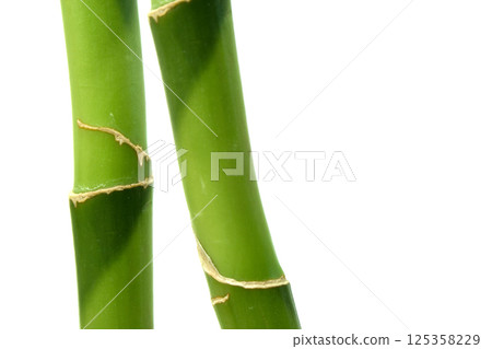 two bamboo stems two bamboo stems 125358229