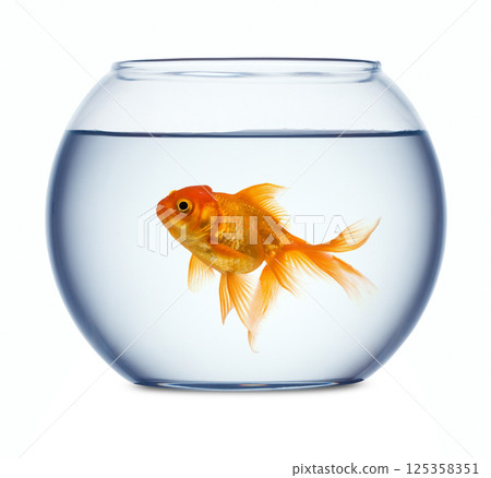 Goldfish in a fishbowl 125358351