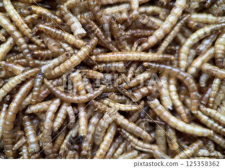 Macro shot of dried mealworms, commonly used as animal feed or alternative protein source Macro shot of dried mealworms, commonly used as animal feed or alternative protein source 125358362