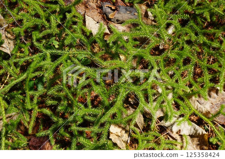 石松科的“鹿角蕨” 125358424