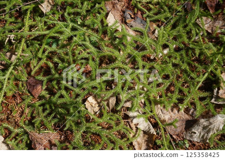 "Staghorn fern" of the Lycopodium family "Staghorn fern" of the Lycopodium family 125358425