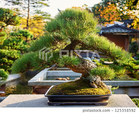 A bonsai 125358592