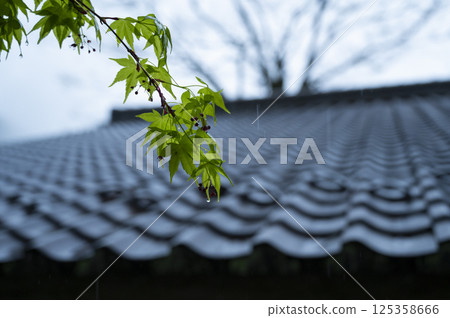 Raindrops on fresh green maples and tiled roofs Raindrops on fresh green maples and tiled roofs 125358666