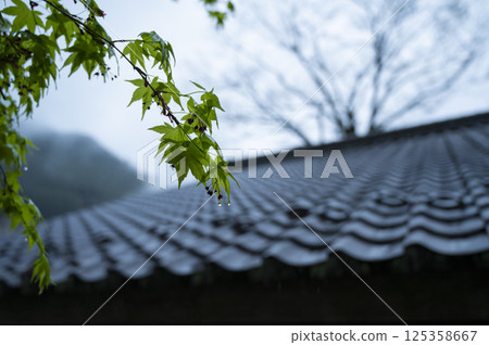 Raindrops on fresh green maples and tiled roofs Raindrops on fresh green maples and tiled roofs 125358667
