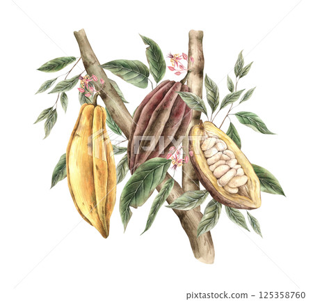 Cocoa tree, brown and yellow fruits growing whole and halves, leaves and pink flowers. Hand drawn watercolor illustration, suitable for food packaging design, chocolate branding, organic products. Cocoa tree, brown and yellow fruits growing whole and halves, leaves and pink flowers. Hand drawn watercolor illustration, suitable for food packaging design, chocolate branding, organic products. 125358760