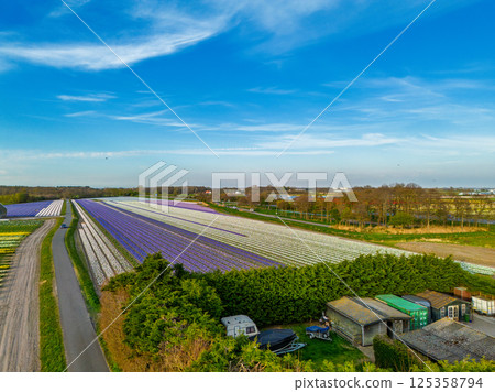 A vibrant tulip field in full bloom stretches across the foreground, with a greenhouse nearby. In the distance, farmland and a small town sit beneath a vast, clear blue sky. 125358794