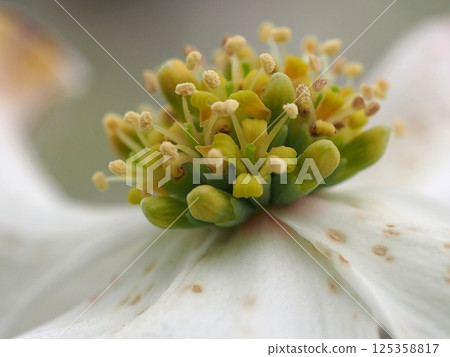 White dogwood inflorescence (close-up of yellow flowers of flowering dogwood on a cloudy day) White dogwood inflorescence (close-up of yellow flowers of flowering dogwood on a cloudy day) 125358817
