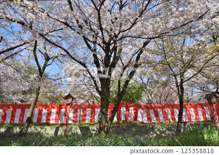 Cherry blossoms at Hirano Shrine 125358818