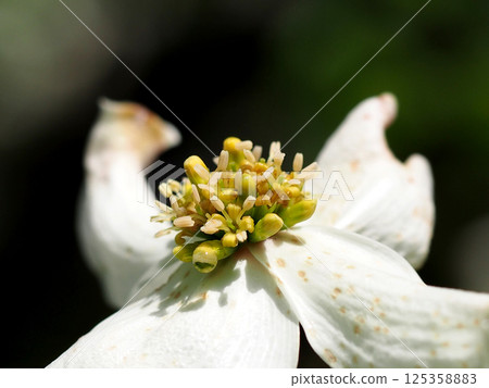 白色山茱萸花序上有水滴（陽光下的黃色山茱萸花特寫） 125358883