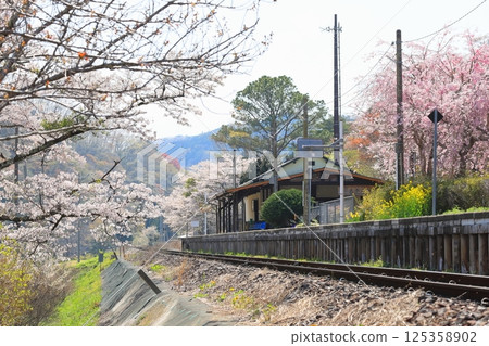 水郡線“4月中旬，矢祭山站春意盎然” 125358902