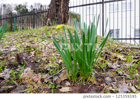Narcissus bud 125359195