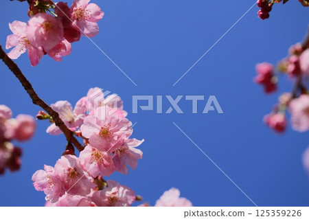 Pink cherry blossoms shining against the blue sky [Blue sky background] [Sky background] 125359226