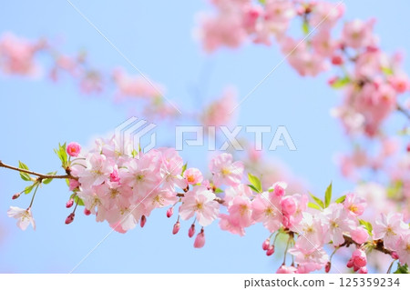 Pale pink Omoigawa cherry blossoms [Blue sky background] [Sky background] 125359234