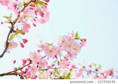 Pale pink Omoigawa cherry blossoms [Blue sky background] [Sky background] 125359236