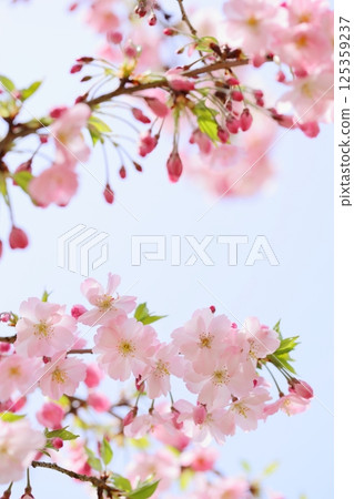 淡粉紅色的思川櫻花 [藍天背景] [天空背景] 125359237