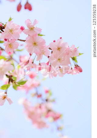 淡粉紅色的思川櫻花特寫 [藍天背景] [天空背景] 125359238