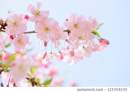 淡粉紅色的思川櫻花特寫 [藍天背景] [天空背景] 125359239