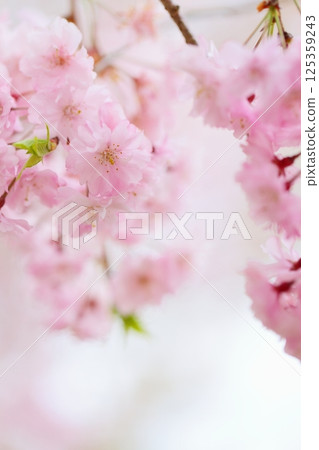 盛開的雙紅垂枝櫻花特寫 125359243