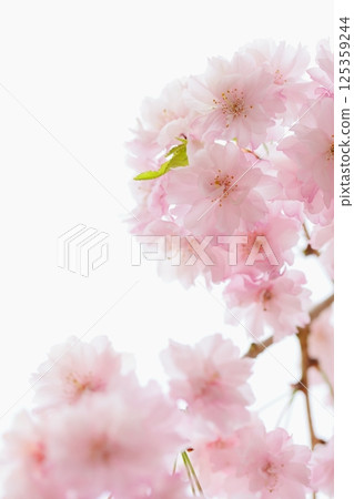 盛開的雙紅垂枝櫻花特寫【白色背景】【天空背景】 125359244