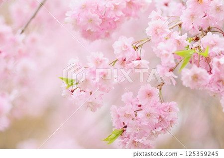 盛開的重瓣垂枝櫻花樹 [模糊背景] [模糊背景] 125359245