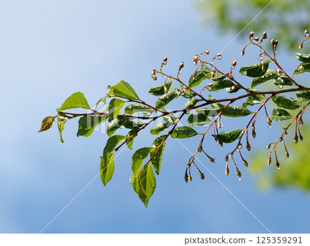 A snowbell tree bathed in blue skies and sunlight (a branch of a snowbell tree covered with water droplets and buds) 125359291