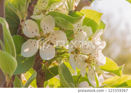 White flowers on a fruit tree in spring. Spring nature. 125359367