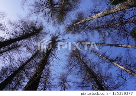 森林形象 森林形象 125359377