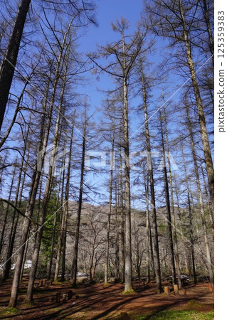  Forest image 125359383