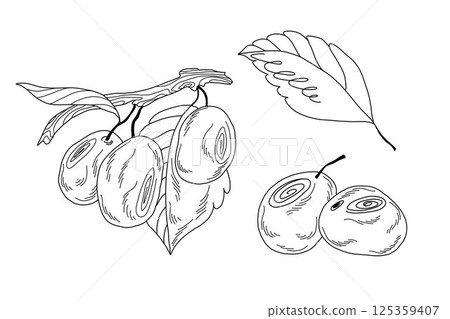hand drawn plum fruits and leaves in line art style, black and white botanical illustration hand drawn plum fruits and leaves in line art style, black and white botanical illustration 125359407