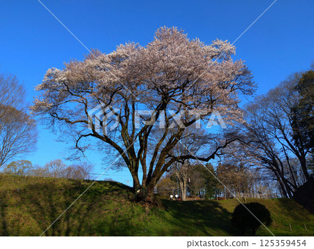 Ujikuni cherry blossoms at Hachigata Castle in Hachigata, Yorii-machi, Osato-gun, Saitama Prefecture. 125359454