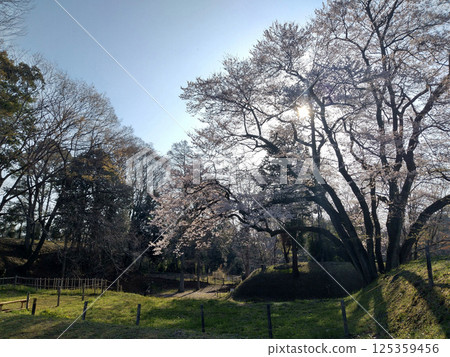 Ujikuni cherry blossoms at Hachigata Castle in Hachigata, Yorii-machi, Osato-gun, Saitama Prefecture. 125359456