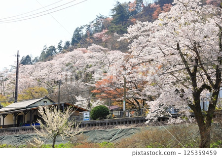 水郡線“4月中旬，矢祭山站春意盎然” 125359459