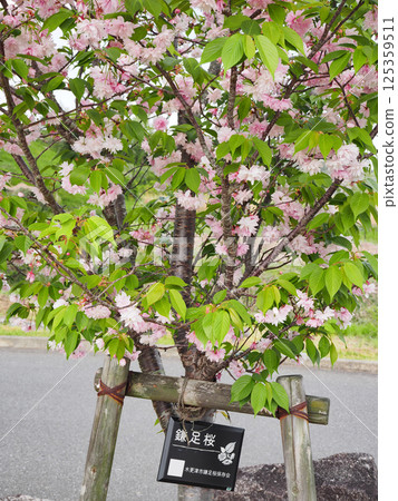 鐮足櫻(木更津市) 鐮足櫻(木更津市) 125359511