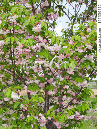 Kamatari Sakura (Kisarazu City) Kamatari Sakura (Kisarazu City) 125359512