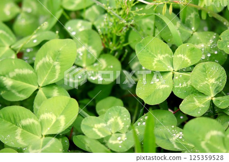 happy four leaf clover 125359528