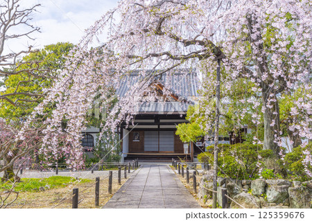 京都，上品蓮台寺，入口前盛開的垂枝櫻花樹 125359676