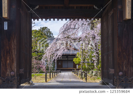 Kyoto, Johinrendaiji Temple: Full-bloomed weeping cherry tree in front of the entrance as seen from the temple gate 125359684