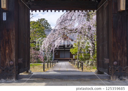 Kyoto, Johinrendaiji Temple: Full-bloomed weeping cherry tree in front of the entrance as seen from the temple gate 125359685