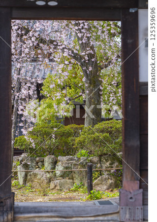 京都,上品蓮台寺:從山門望去,入口前的垂枝櫻花盛開 京都,上品蓮台寺:從山門望去,入口前的垂枝櫻花盛開 125359696