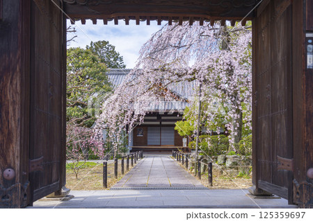 Kyoto, Johinrendaiji Temple: Full-bloomed weeping cherry tree in front of the entrance as seen from the temple gate Kyoto, Johinrendaiji Temple: Full-bloomed weeping cherry tree in front of the entrance as seen from the temple gate 125359697