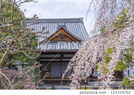 Kyoto, Johinrendaiji Temple, full-bloomed weeping cherry tree in front of the entrance Kyoto, Johinrendaiji Temple, full-bloomed weeping cherry tree in front of the entrance 125359702