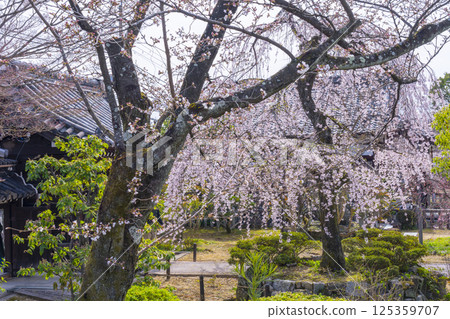 Kyoto, Johinrendaiji Temple, full-bloomed weeping cherry tree in front of the entrance Kyoto, Johinrendaiji Temple, full-bloomed weeping cherry tree in front of the entrance 125359707