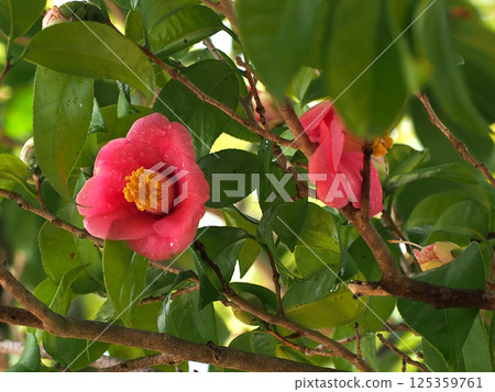 Camellia japonica after the rain (close-up of red camellia flowers) 125359761