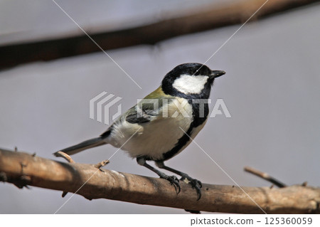 Great Tit, Yojujaku, Hokkaido Wild Bird 125360059