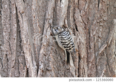 Japanese pygmy woodpecker, woodpecker, Hokkaido wild bird 125360060