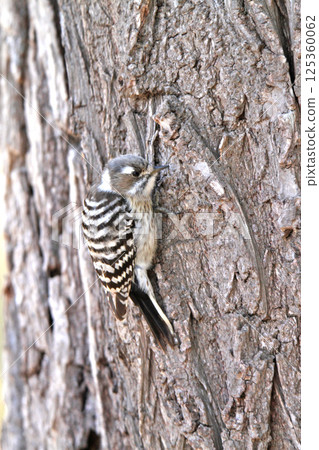 Japanese pygmy woodpecker, woodpecker, Hokkaido wild bird 125360062