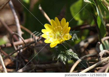 北海道的Amur adonis Fukujusou春天 北海道的Amur adonis Fukujusou春天 125360139